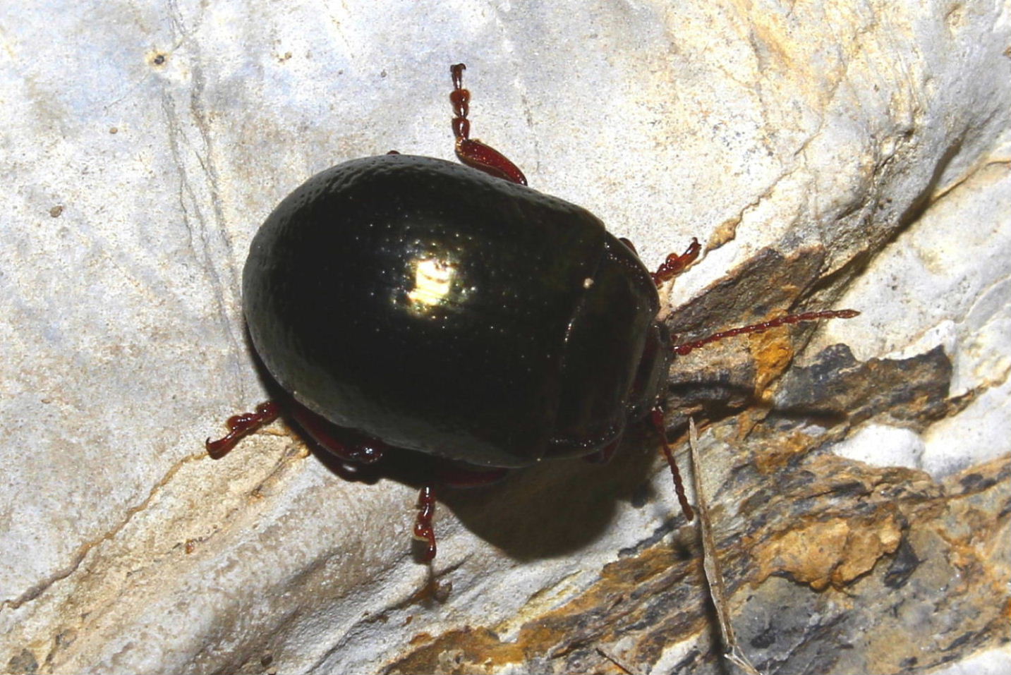 Chrysomelidae ?? da determinare - Chrysolina bankii